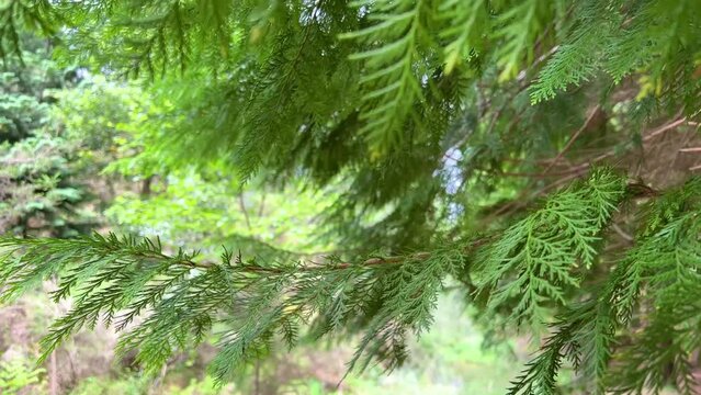 monastery of Sao Joao d Arga mosteiro e igreja de Sao Joao dArga. High quality 4k footage