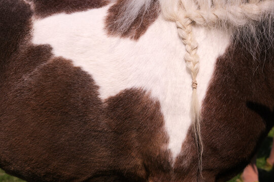 Closeup Shetland Pony Of English Pedigree