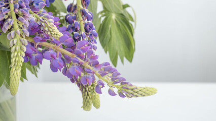 purple lupins flowers on white background with place for text