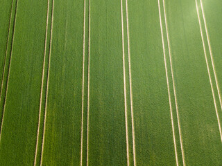 Green growing wheatfield with lanes from above in spring