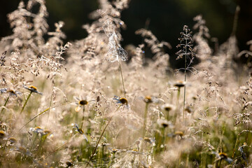 field grass tops, chamomiles with cobwebs and dew drops against the sun. bottom view