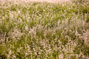 field grass tops with dew drops against the sun. view from above