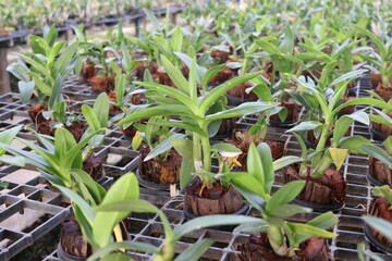 Rows of orchids with coir in pot are on black plastic grate in nursery house, tissue culture...