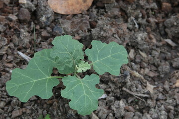 Baby tree Purple-Fruited Pea Eggplant on dark soil background. Another name is Solanum Trilobatum, Sparrow's Brinjal.