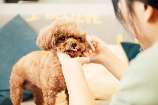 Young woman playing with her cute dog