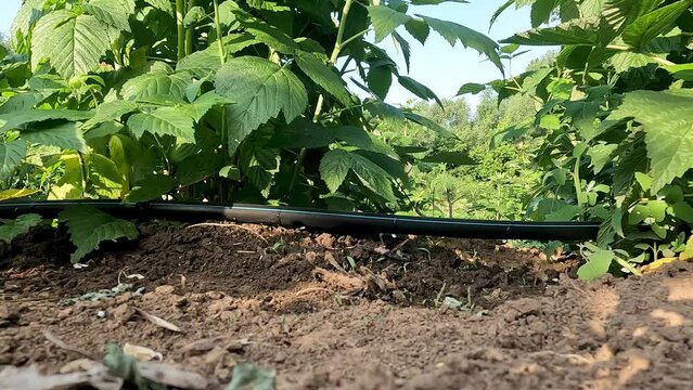 Drip irrigation of raspberries, automatic watering tape. Drops of water drip from the tape under the root of the raspberry bush.