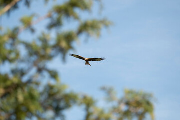 Rotmilan auf Futtersuche