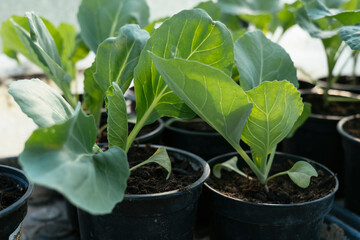 White cabbage seedlings