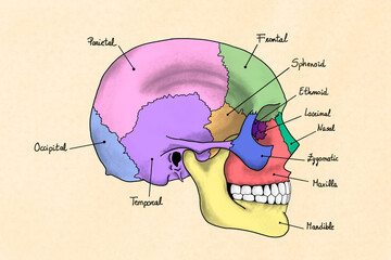 Human skull illustration