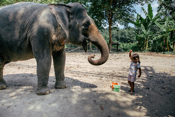 Child feeding elephant 