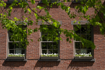 Flowers in planter boxes