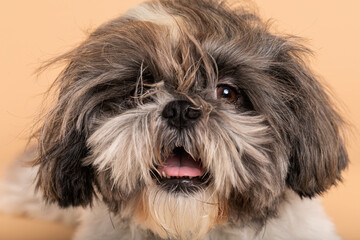 shih tzu dog portrait