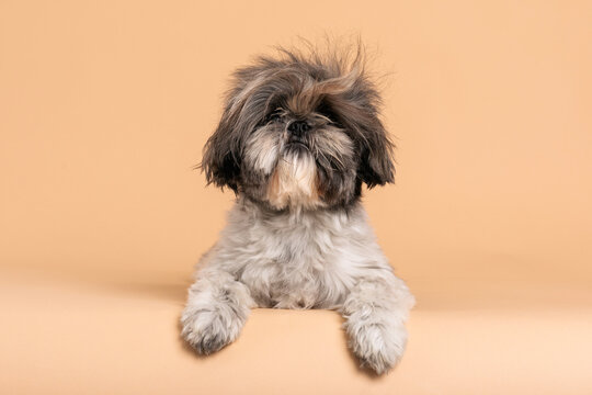 happy dog portrait