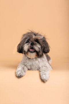 cute dog on light brown backdrop