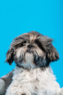 flury cute dog portrait