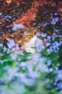 Young cat hiding in flowers