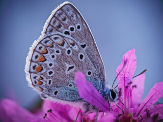 butterfly on a flower