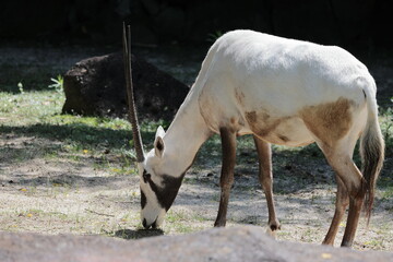 アラビアオリックス