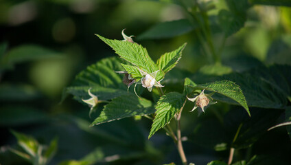Flowers on raspberries in nature. The young unripe raspberries.