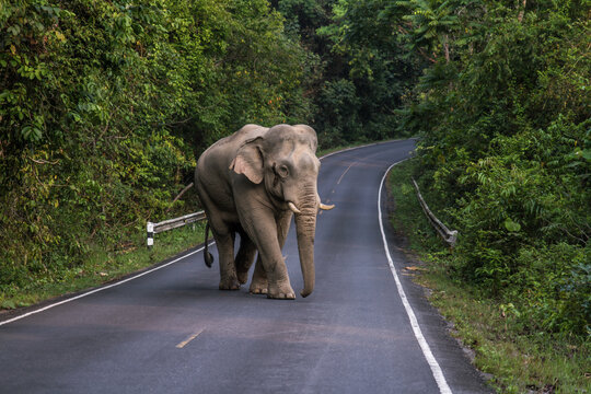Wild elephant