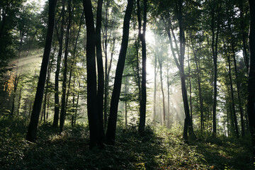 Enchanted misty forest with sun rays