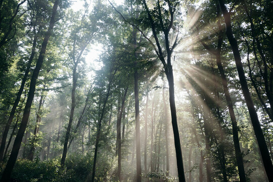 Magical light rays in forest