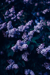 brushes of blooming lilac close-up
