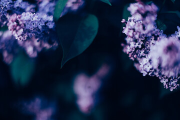 Fototapeta na wymiar brushes of blooming lilac close-up
