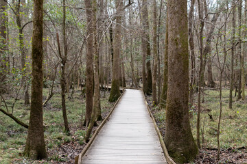 Fototapeta na wymiar A path through Congaree National Park located in South Carolina and preserves the largest tract of old growth bottomland hardwood forest left in the United States