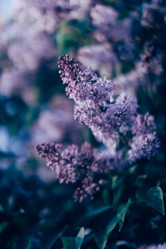 brushes of blooming lilac close-up