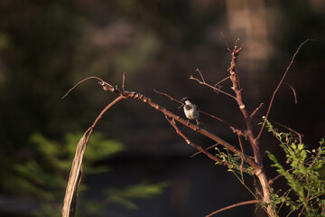 Bird on Branch