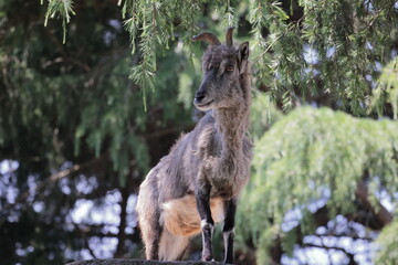 スーチョワンバーラル