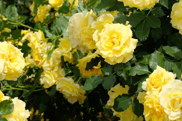gold bunny rose in full blooming