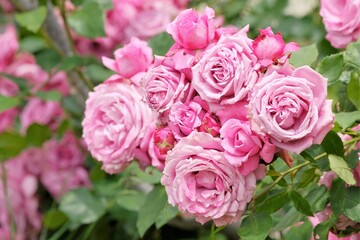 blue perfume in full blooming	
