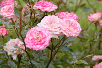 Magic carrousel rose in full blooming	