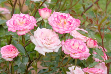 Magic carrousel rose in full blooming