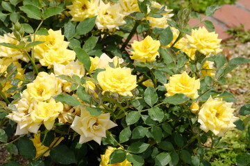 sweet Diana rose in full blooming