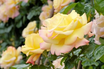 Peace rose in full blooming