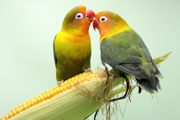Fototapeta na wymiar A pair of lovebirds are perched on a corn kernel that is ready to be harvested. This bird which is used as a symbol of true love has the scientific name Agapornis fischeri.