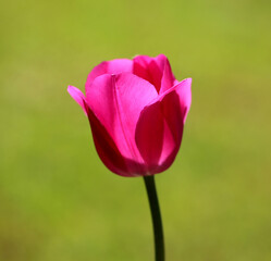 Obraz premium Photos of beautiful glowing tulips