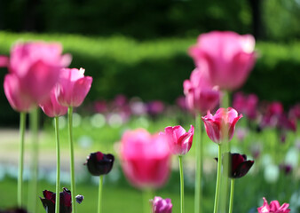 Obraz na płótnie Canvas Photos of beautiful glowing tulips