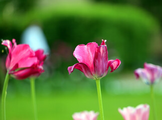 Photos of beautiful glowing tulips