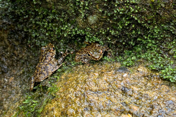view of a frog at the forest