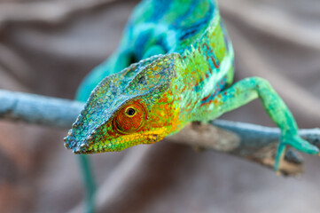 Colorful chameleon of madagascar