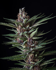 Naklejka na ściany i meble Fresh harvested cannabis bud and flowers against a black backdrop. Purple and orange cannabis buds.