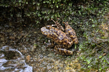 view of a frog at the forest