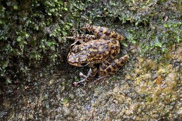 view of a frog at the forest