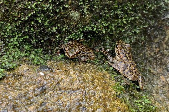 view of a frog at the forest