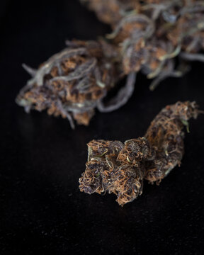 Dried untrimmed cannabis buds and flowers. Orange and purple marijuana buds