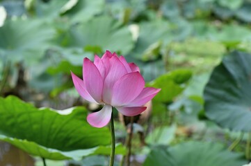lotus flower (Nelumbo nucifera) background